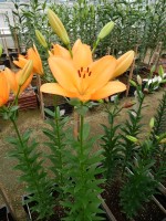 [5132 Flemington VZ No01.JPG]